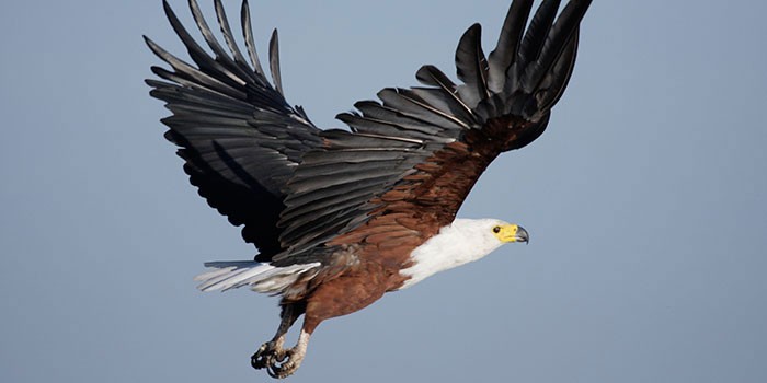 The Fish Eagle is the National Bird of Zambia.