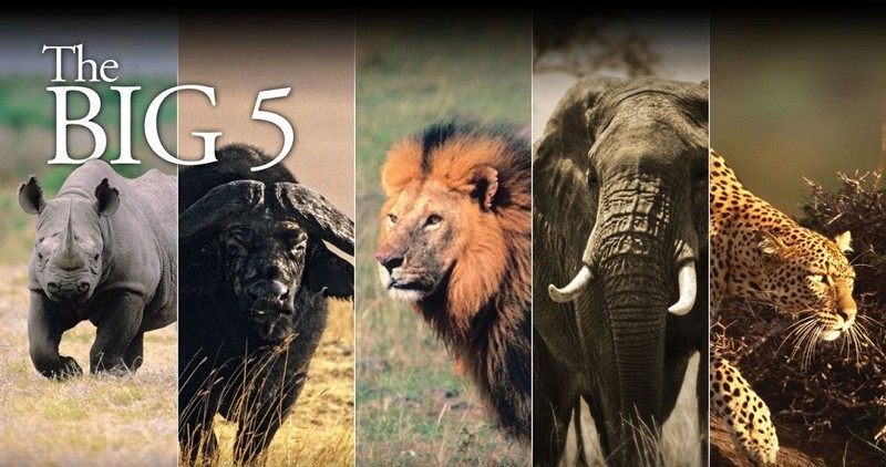 Zambia is home to the Big Five animals; Lion, Elep...