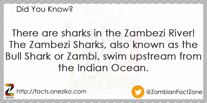 There are sharks in the Zambezi River! The Zambezi...